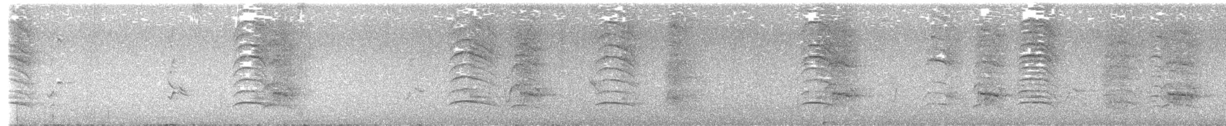 White-throated Magpie-Jay - ML641760931