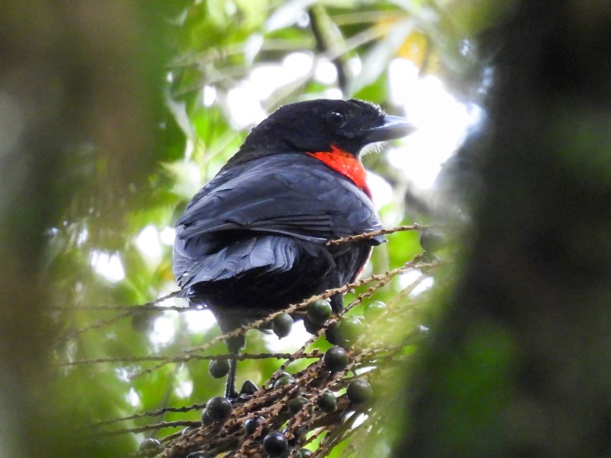 Red-ruffed Fruitcrow - ML641760936