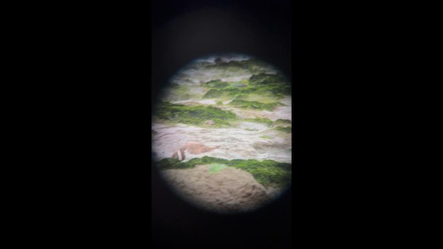 Common Ringed Plover - ML641760955