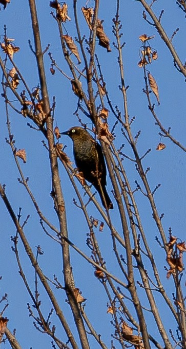 Rusty Blackbird - ML641760960
