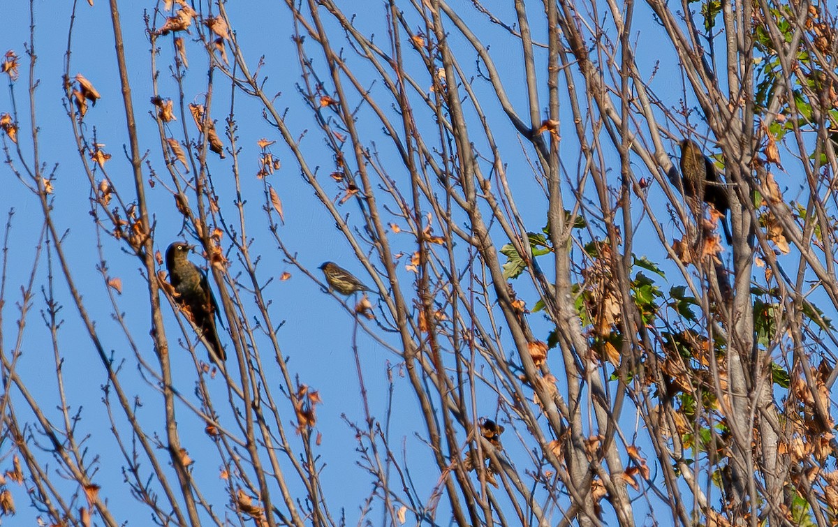 Rusty Blackbird - ML641760961
