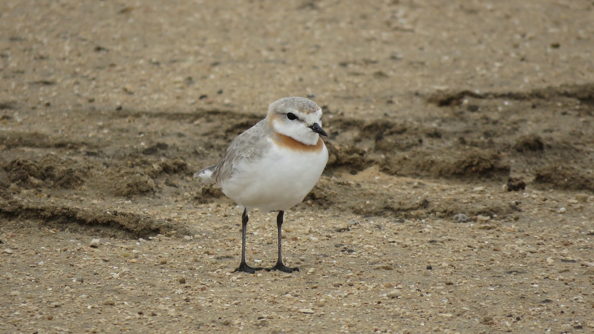Chestnut-banded Plover - ML641760978