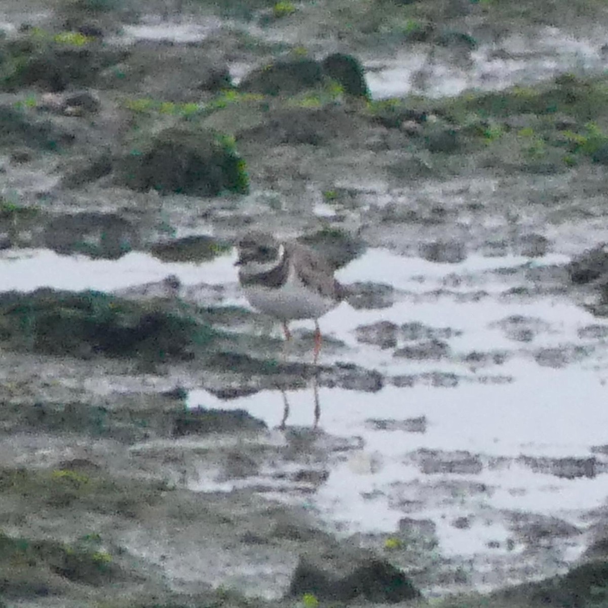 Common Ringed Plover - ML641761032