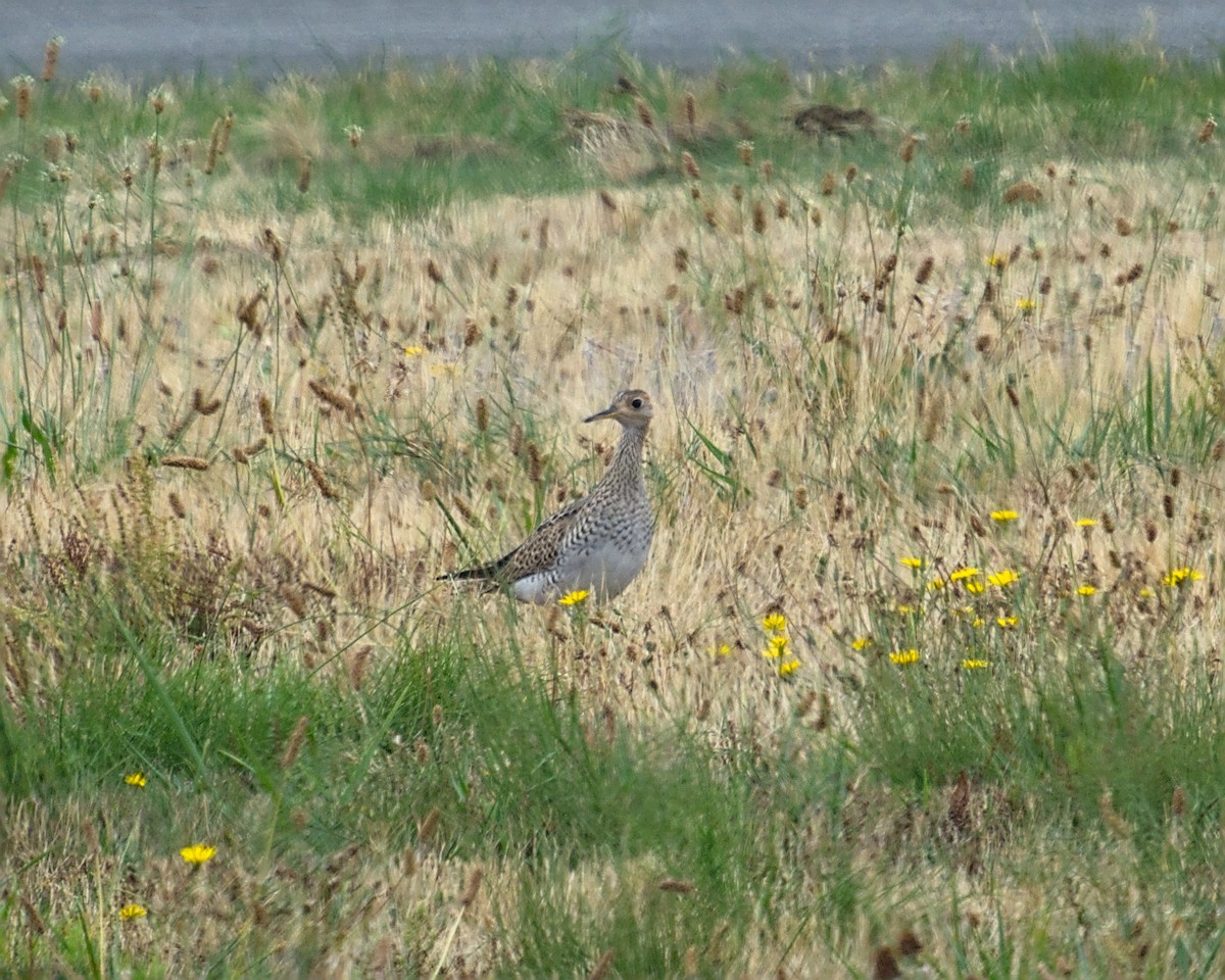 Upland Sandpiper - Bartholomew Birdee