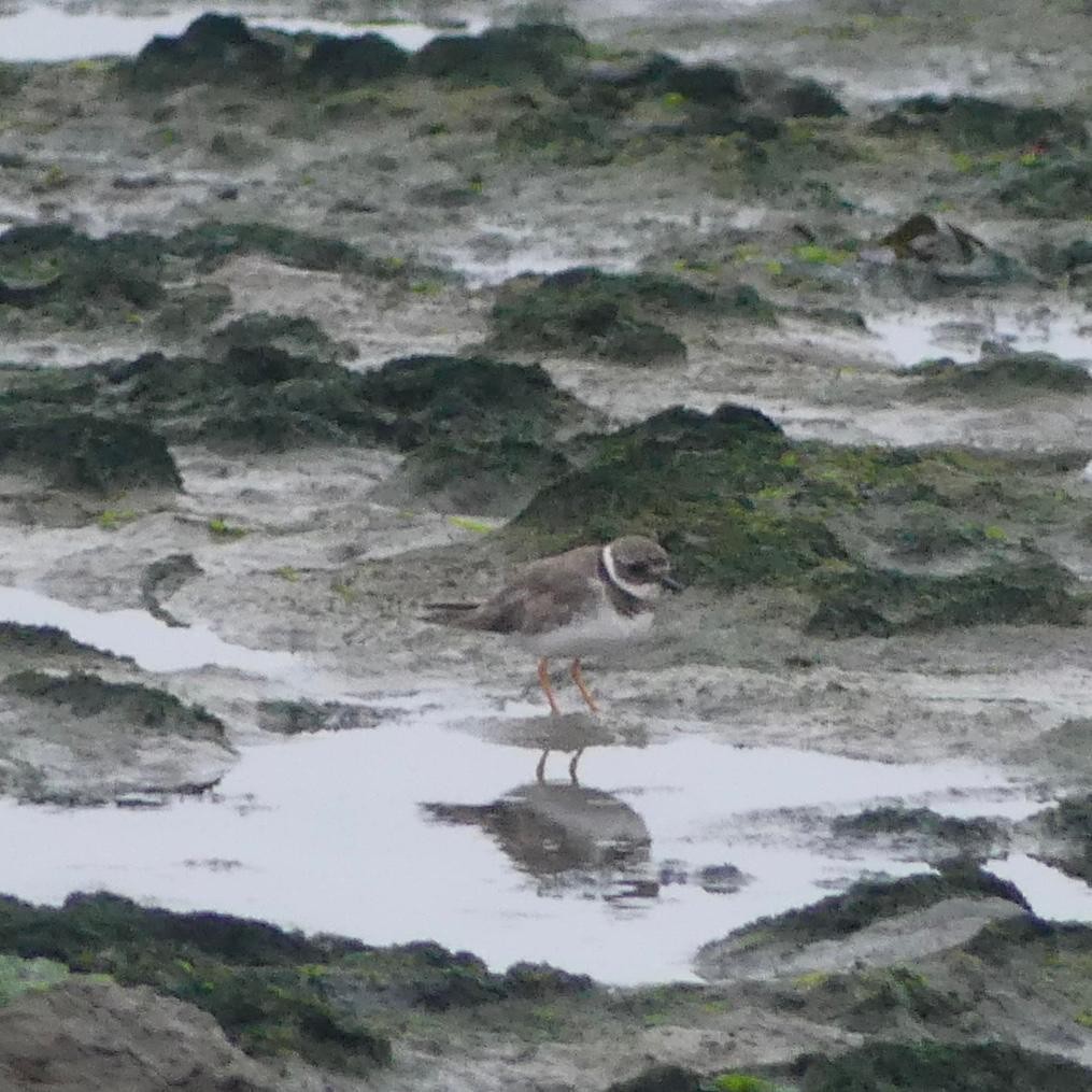 Common Ringed Plover - ML641761044