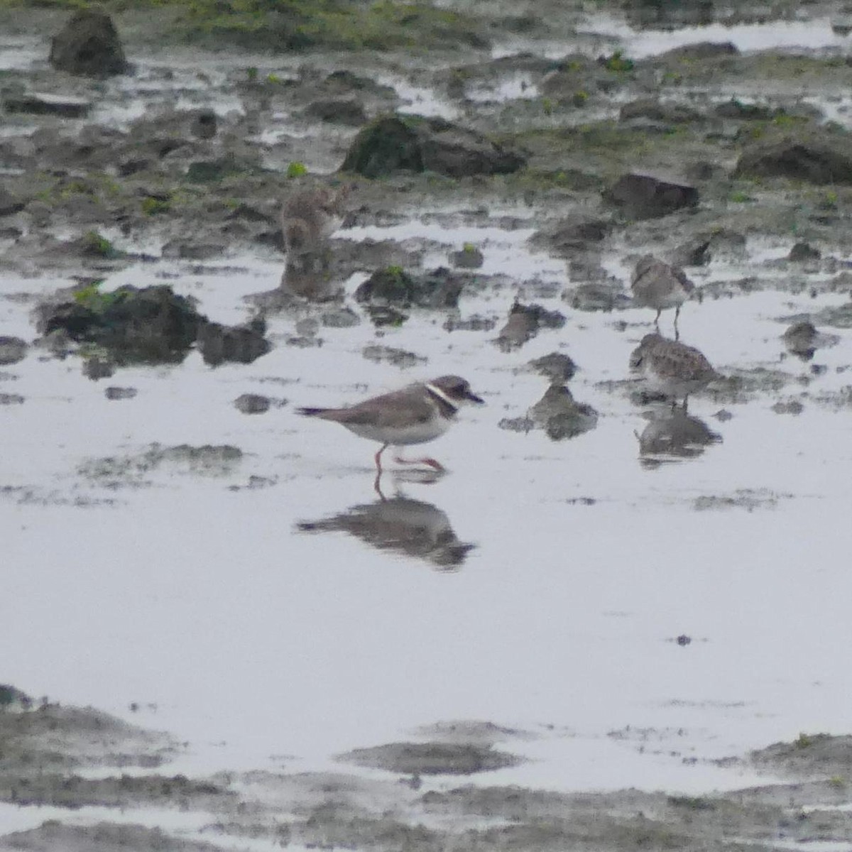Common Ringed Plover - ML641761053