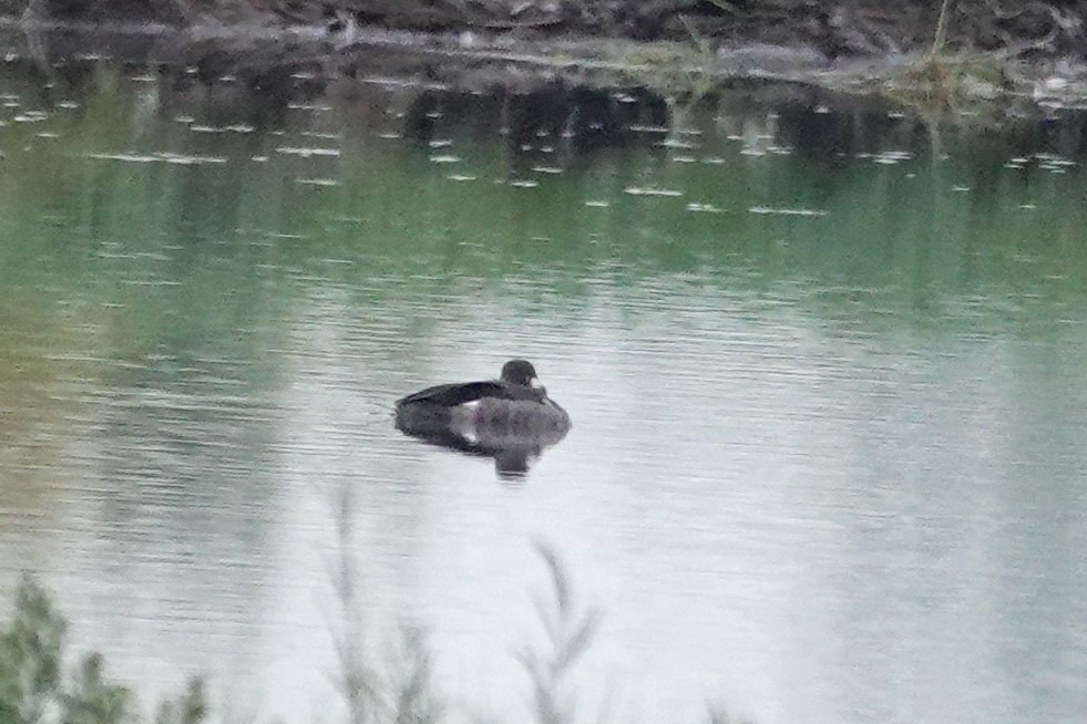 Bufflehead - ML641761088