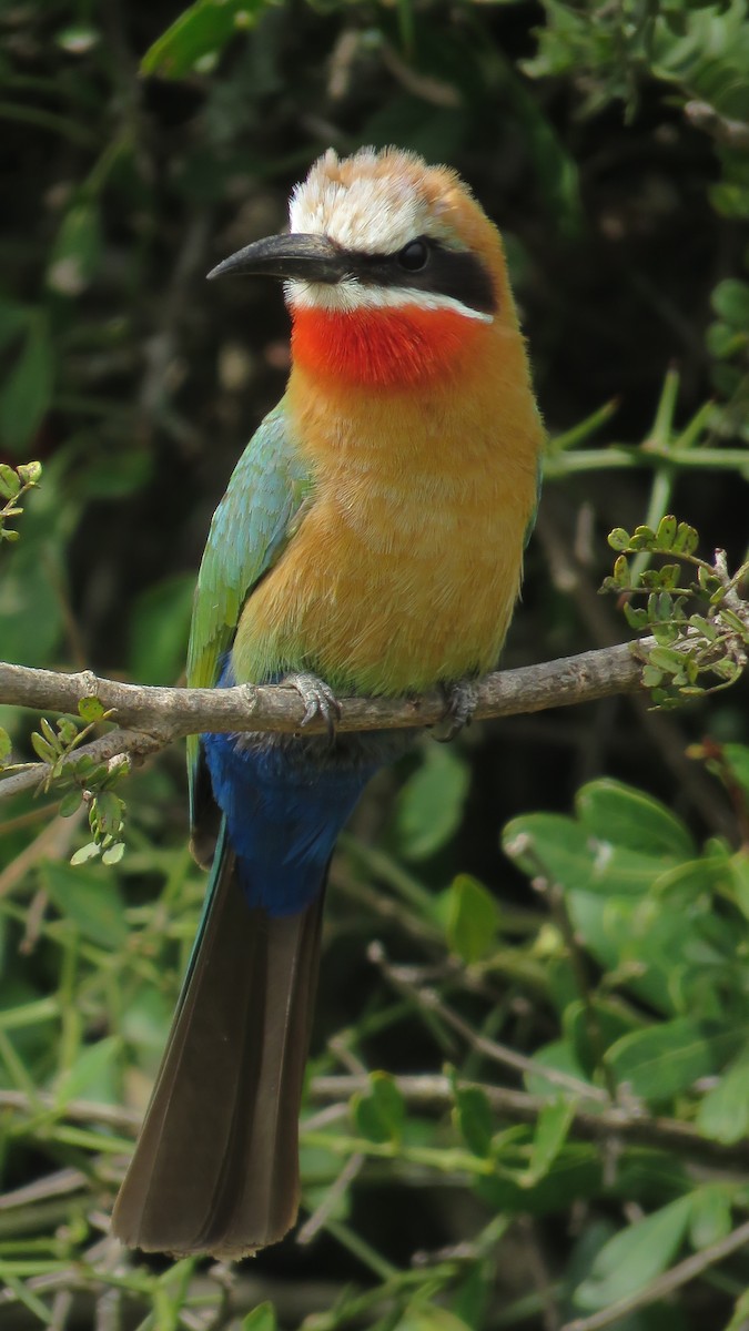 White-fronted Bee-eater - ML641761091