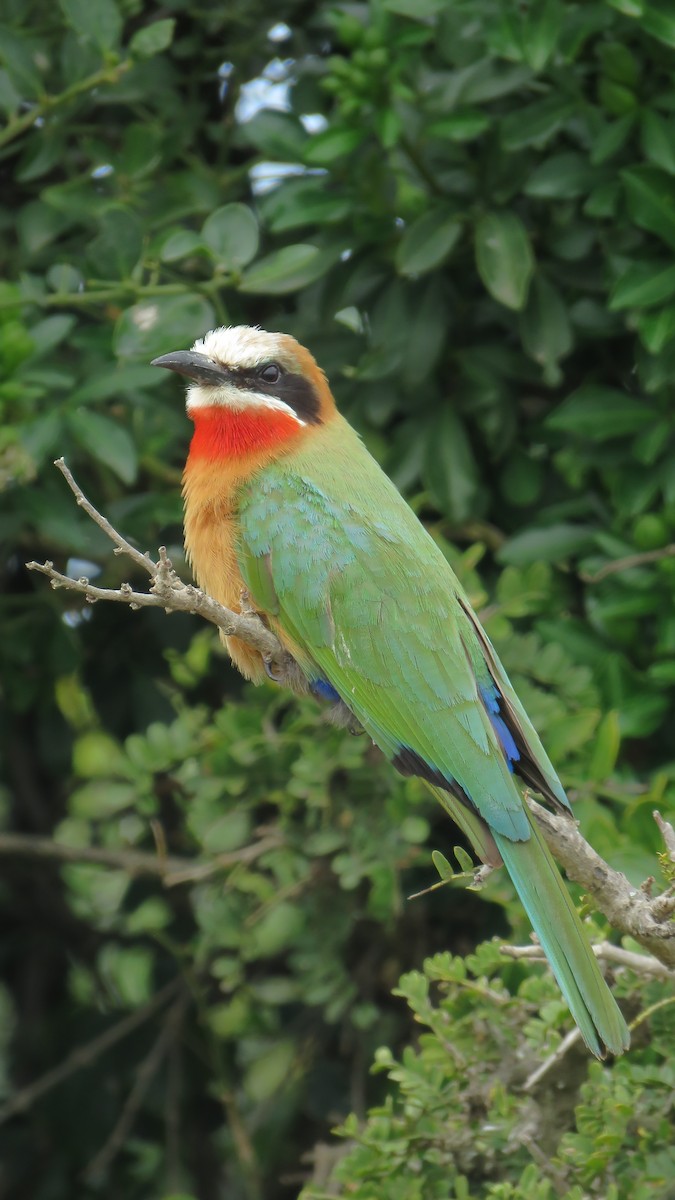 White-fronted Bee-eater - ML641761092