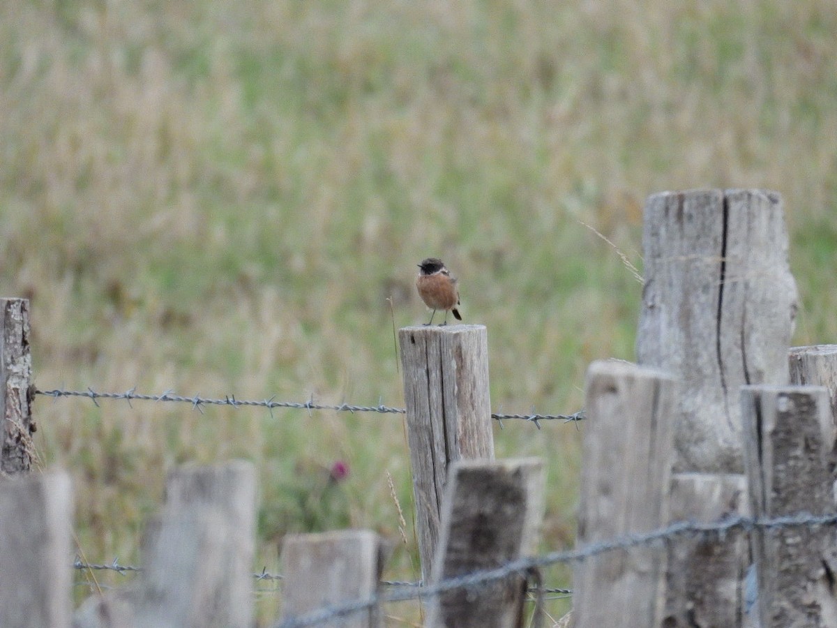 European Stonechat - ML641761109