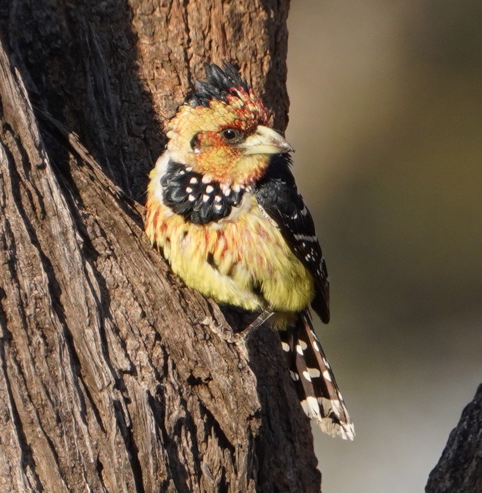 Crested Barbet - ML641761138