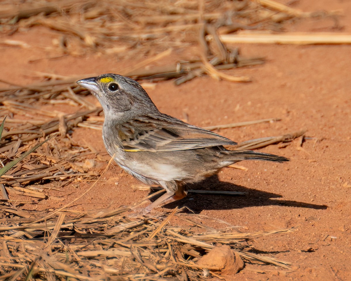 Grassland Sparrow - ML641761144