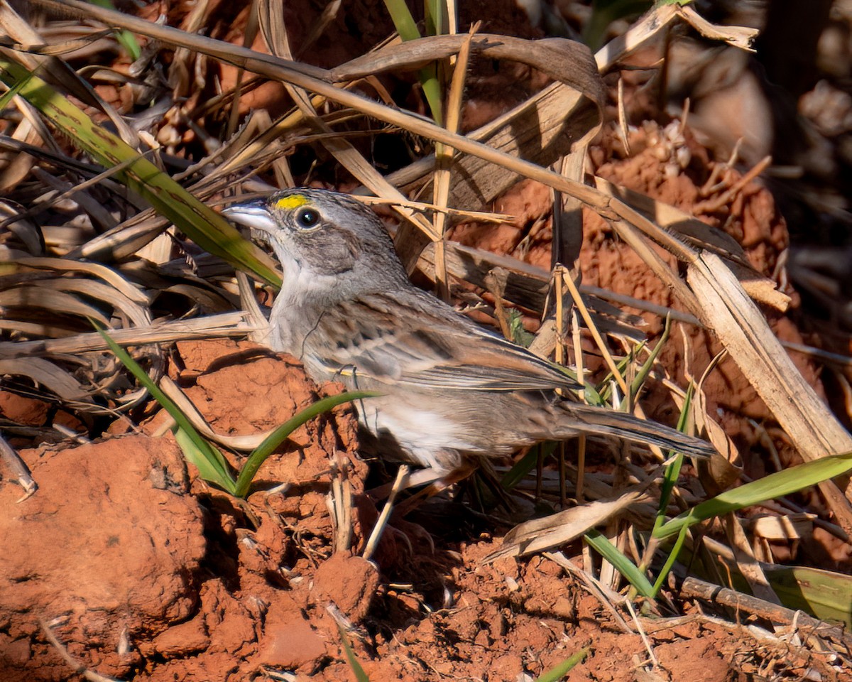 Grassland Sparrow - ML641761145