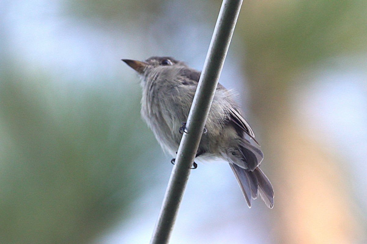 Cuban Pewee - ML641761180