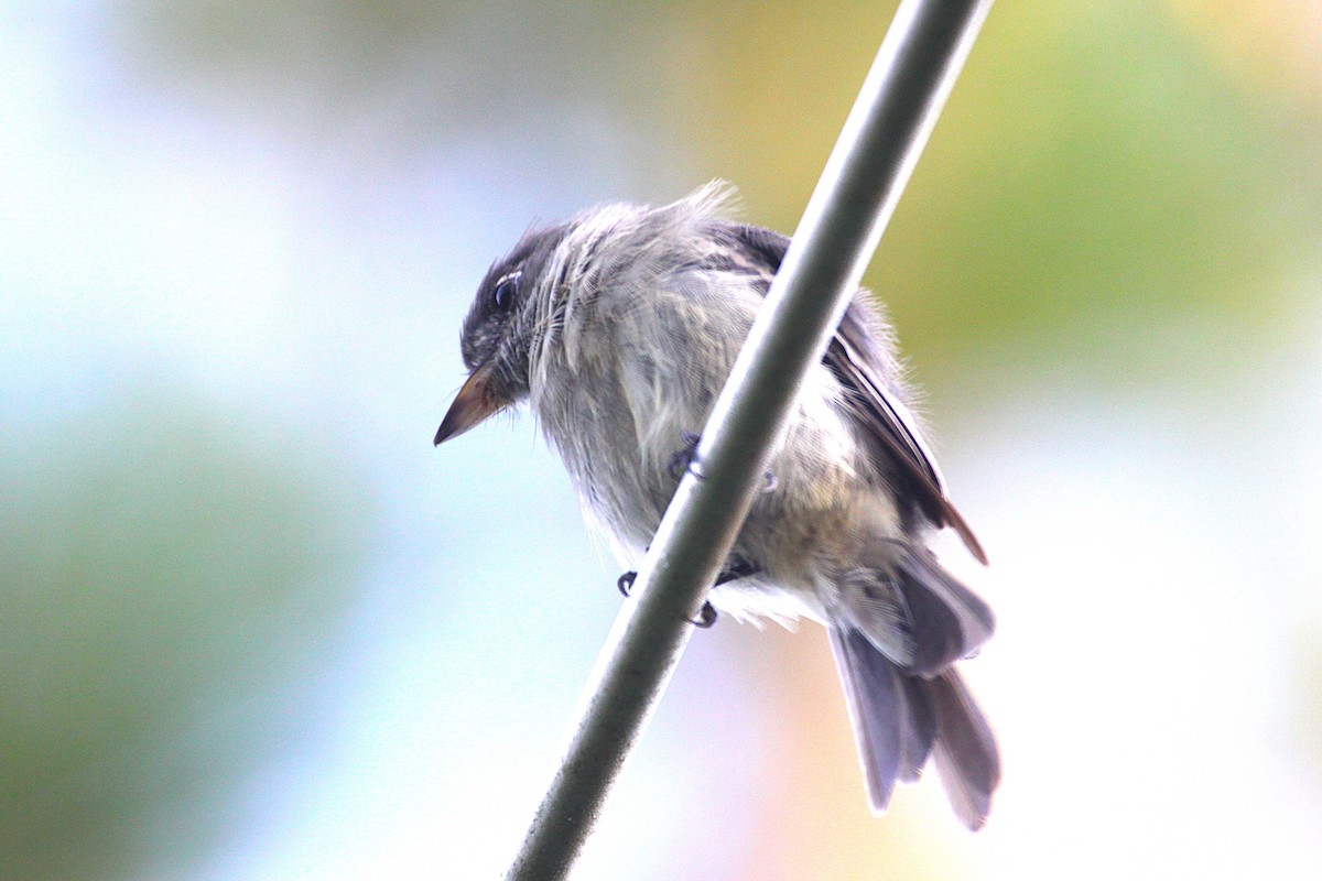 Cuban Pewee - ML641761185