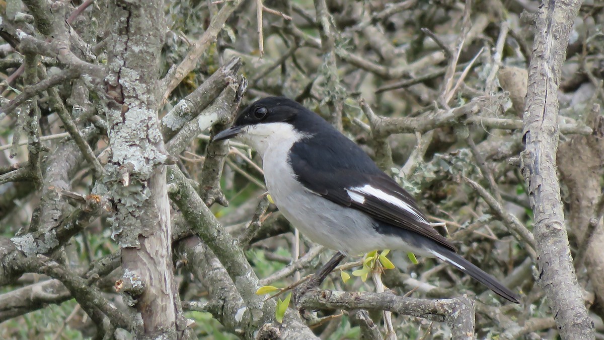 Fiscal Flycatcher - ML641761196