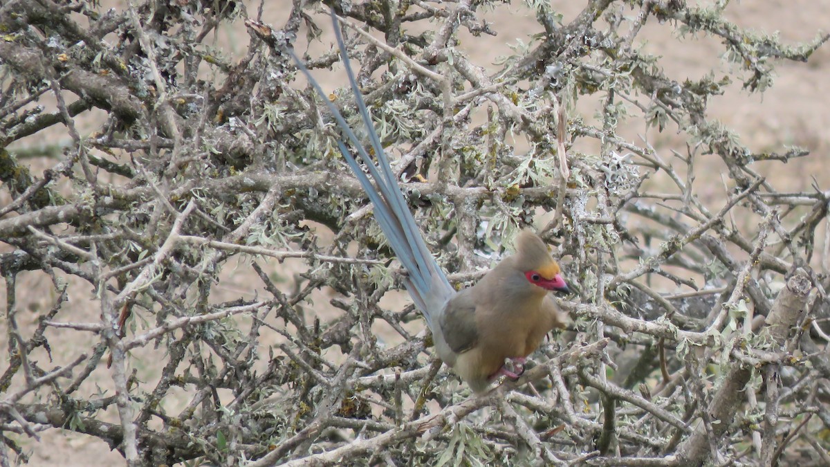 Red-faced Mousebird - ML641761229