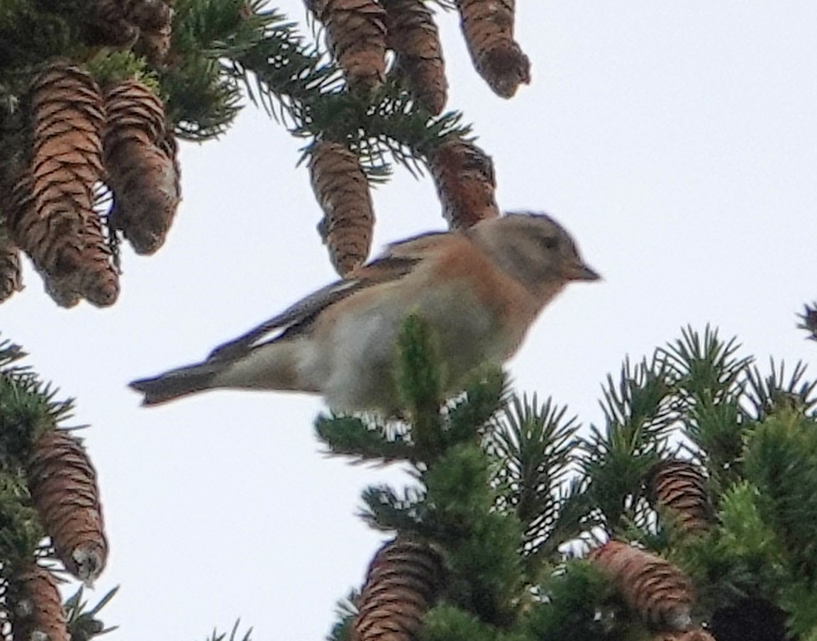 bjørkefink - ML641761248
