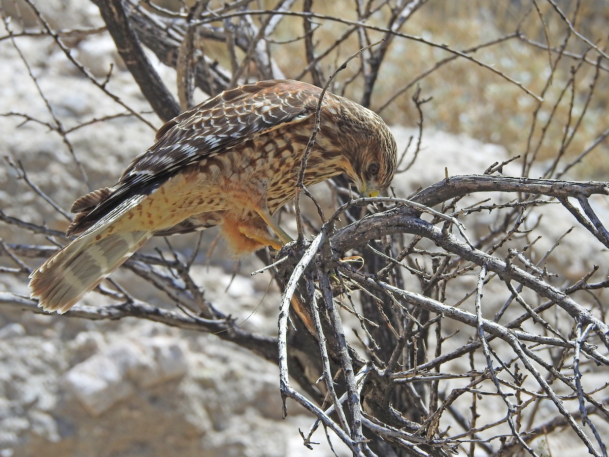 Red-shouldered Hawk - ML641761273