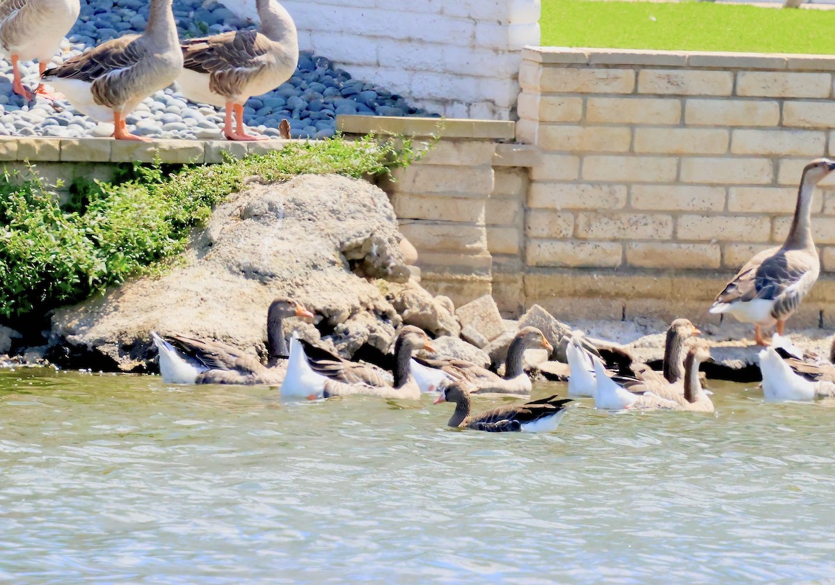 Greater White-fronted Goose - ML641761277
