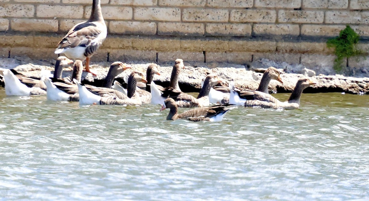 Greater White-fronted Goose - ML641761279