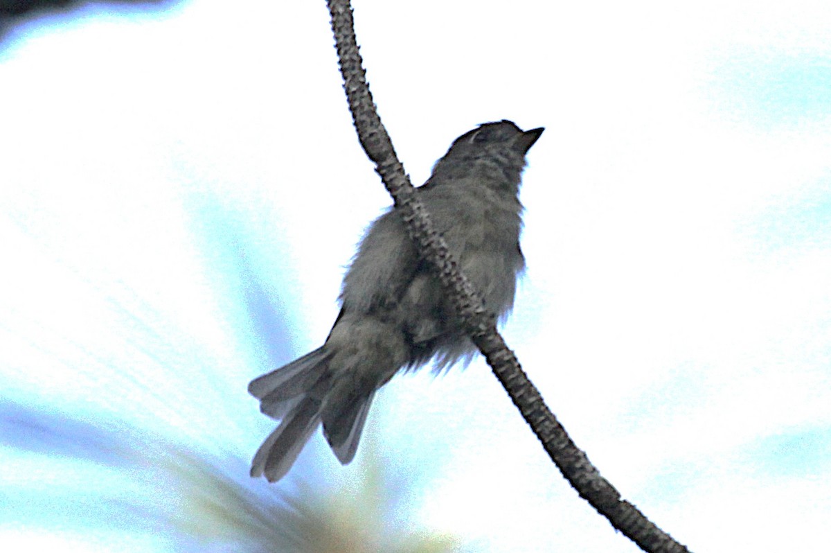 Cuban Pewee - ML641761280
