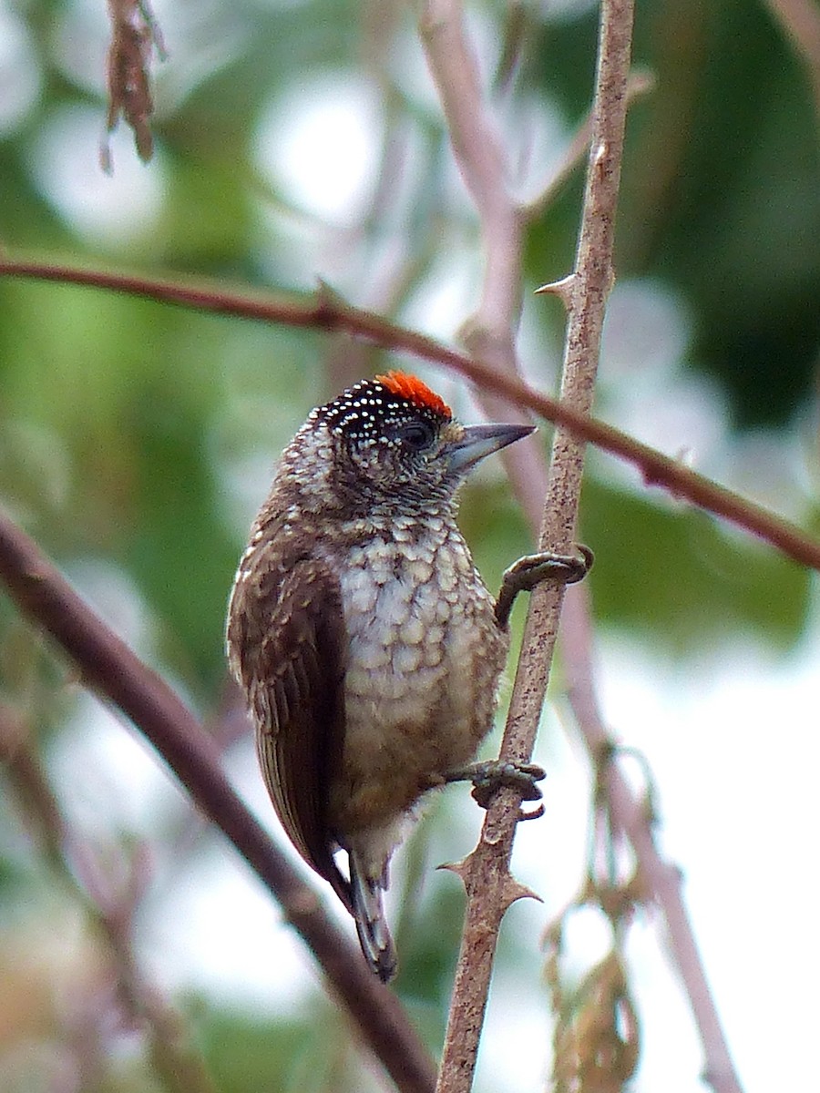 Arrowhead Piculet - ML641761311