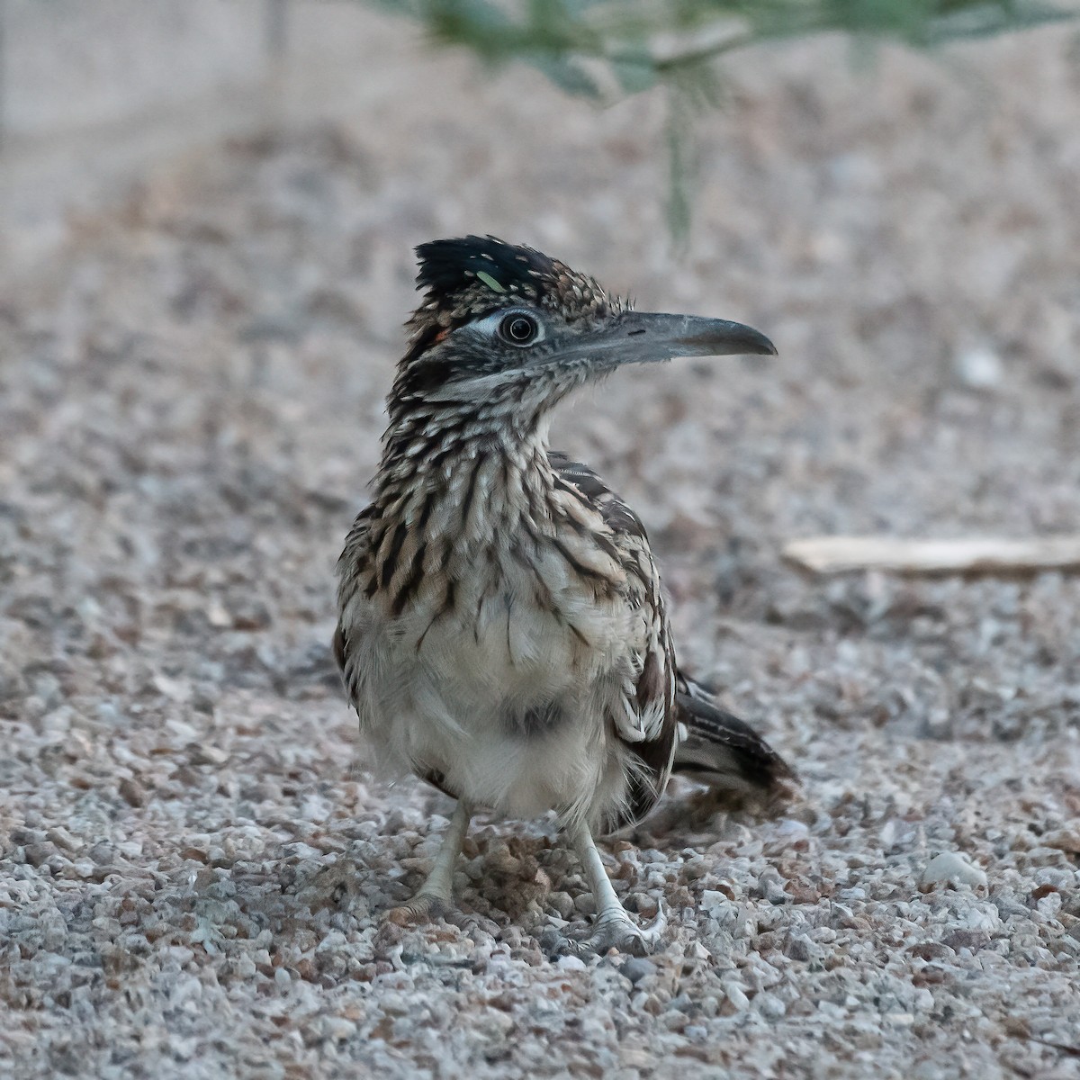 Greater Roadrunner - ML641761331