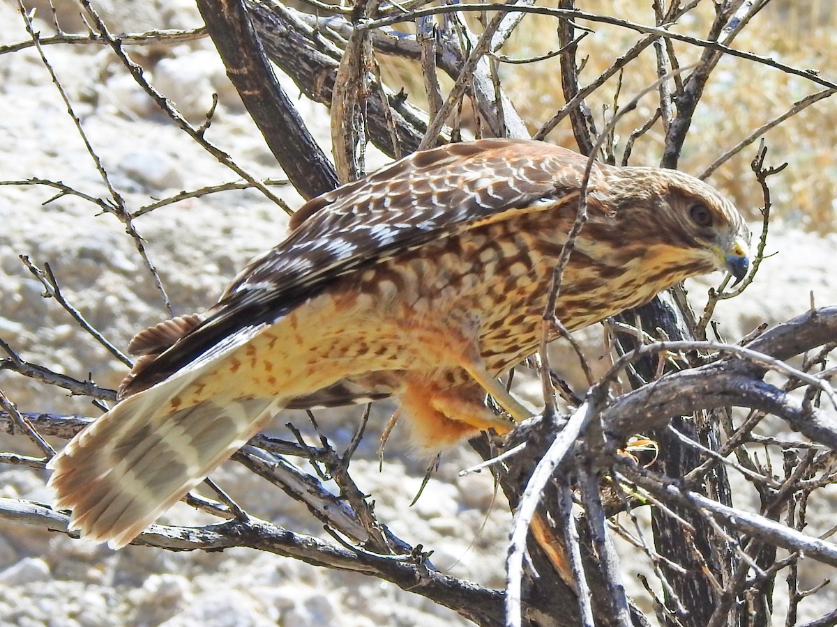 Red-shouldered Hawk - ML641761342