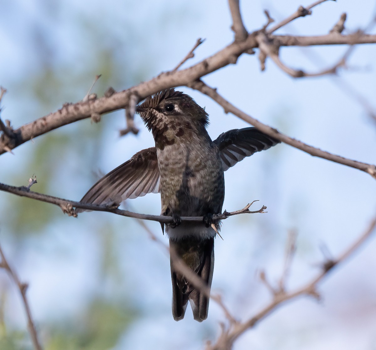 Anna's Hummingbird - ML641761351