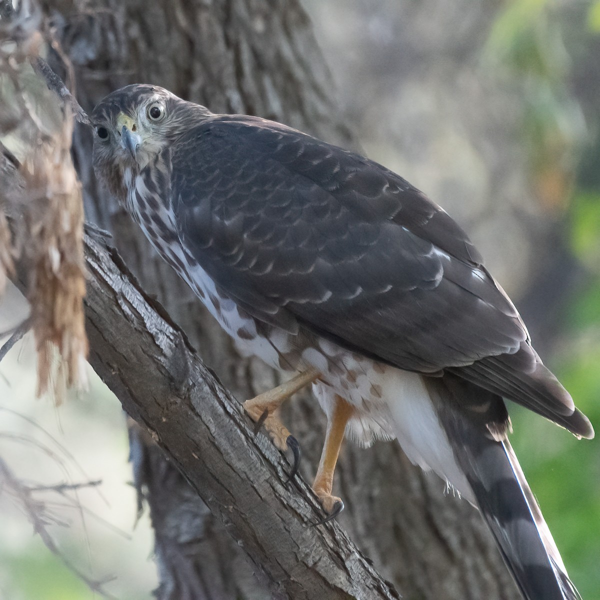 Cooper's Hawk - ML641761360