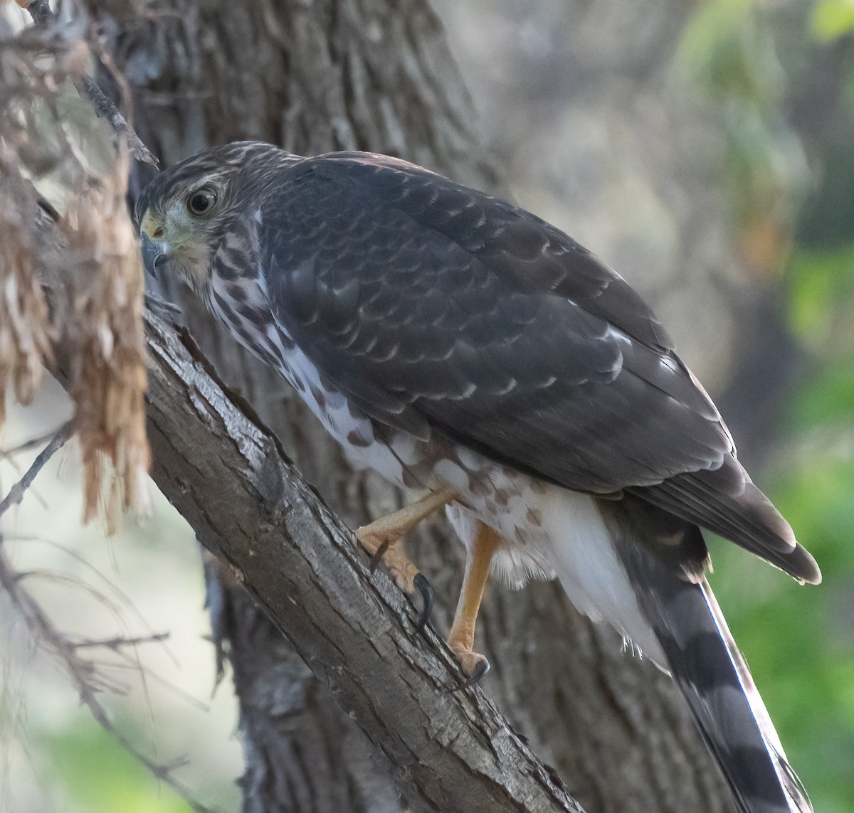 Cooper's Hawk - ML641761361