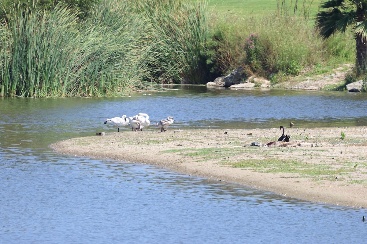 Trumpeter Swan - ML641761370