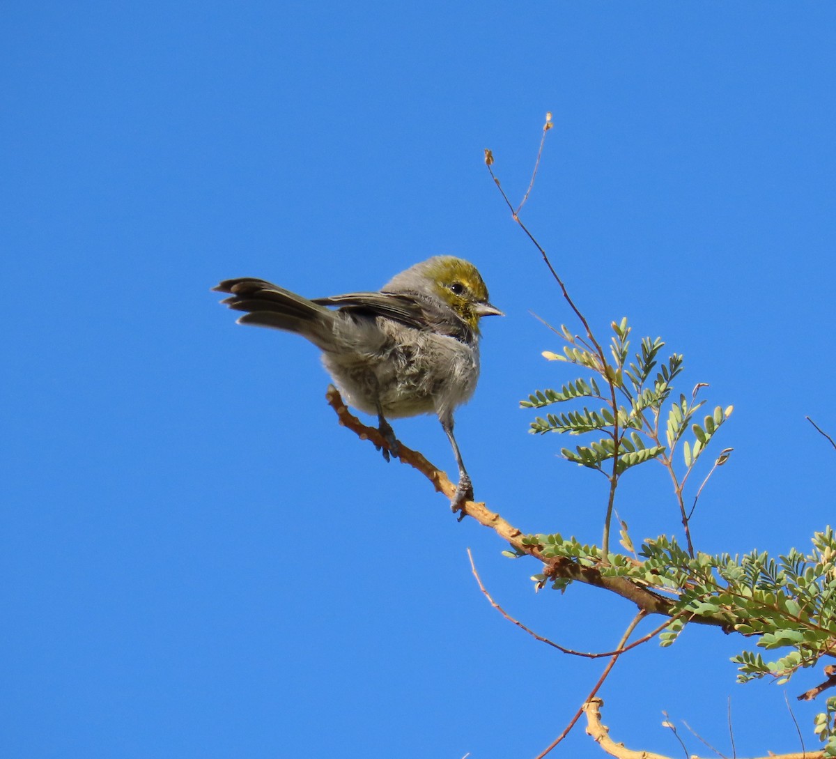 Verdin - ML641761394