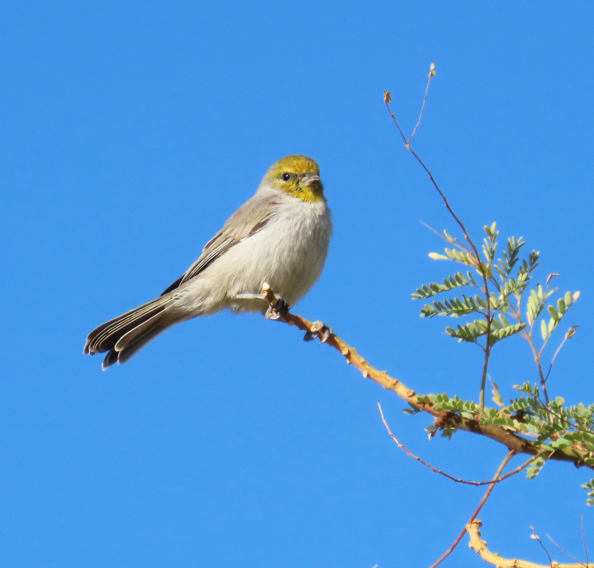 Verdin - ML641761403