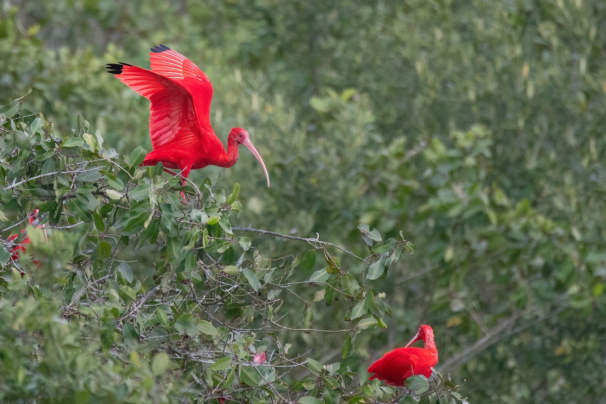 Scarlet Ibis - ML641761426