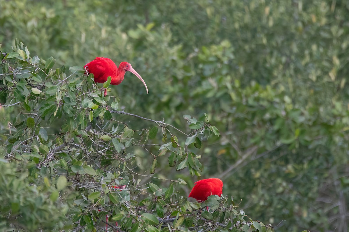 Scarlet Ibis - ML641761428