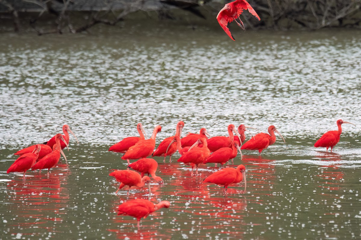 Scarlet Ibis - ML641761429