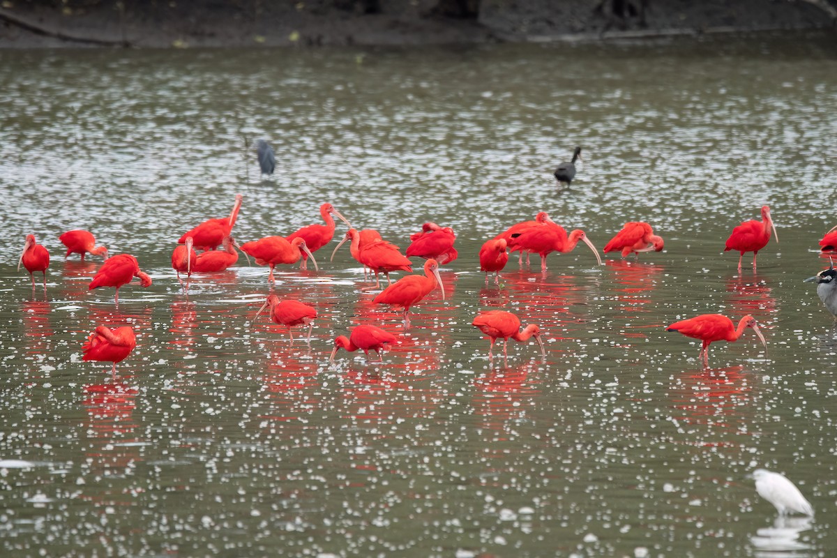 Scarlet Ibis - ML641761430