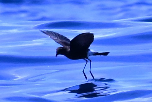 Wilson's Storm-Petrel - ML641761445