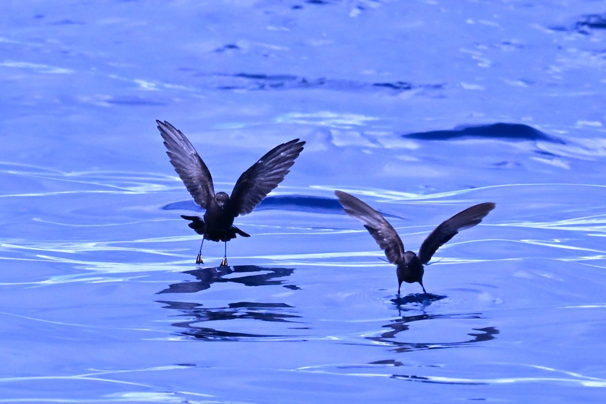 Wilson's Storm-Petrel - ML641761460