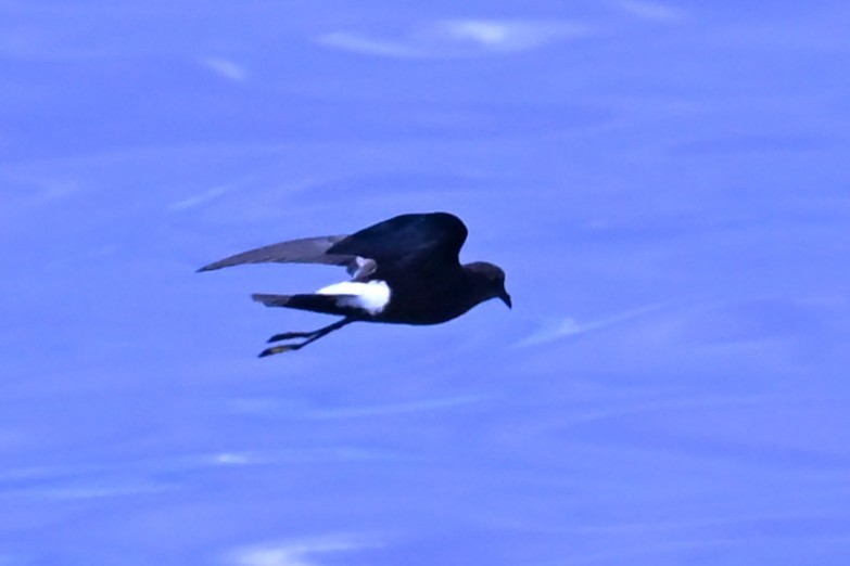 Wilson's Storm-Petrel - ML641761470