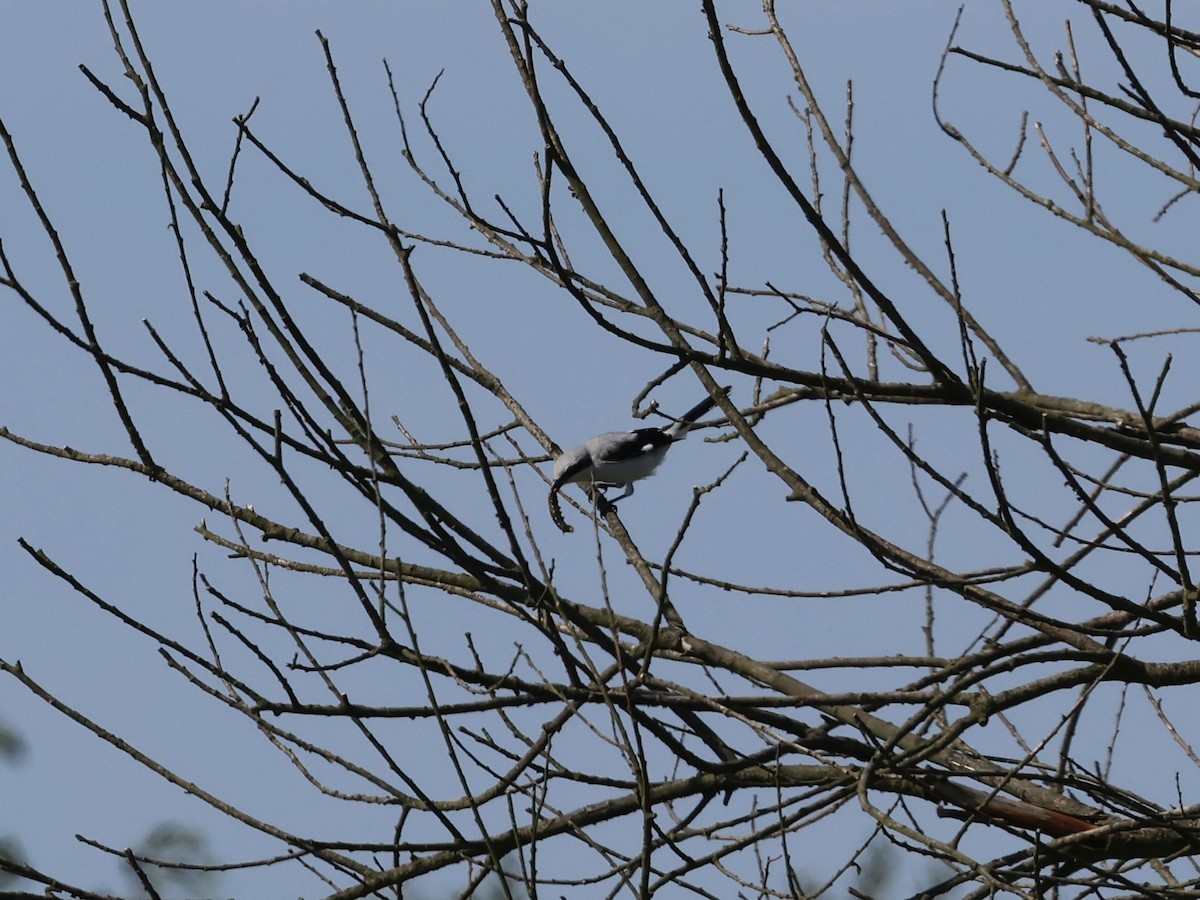 Үнсэн дунхай - ML641761481