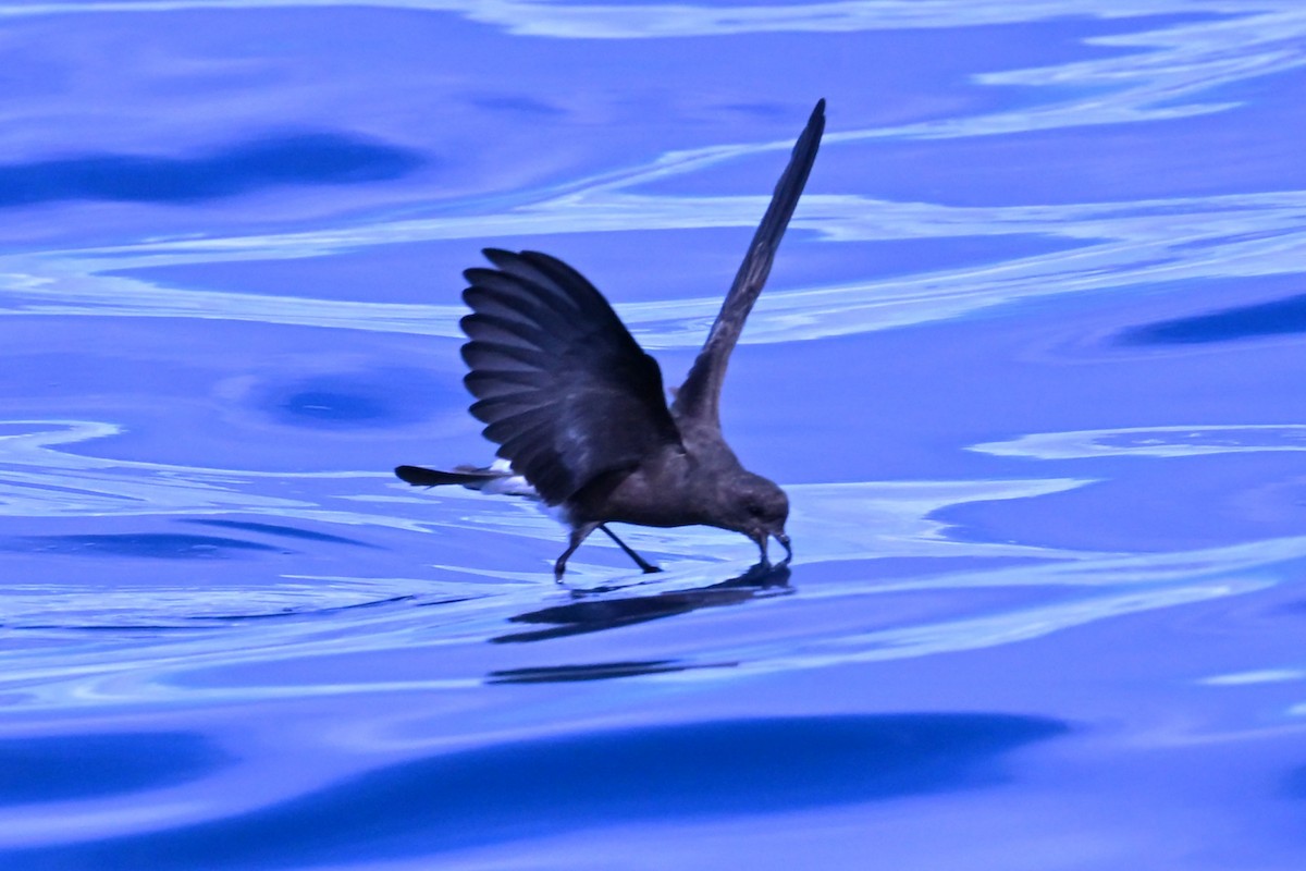 Wilson's Storm-Petrel - ML641761487