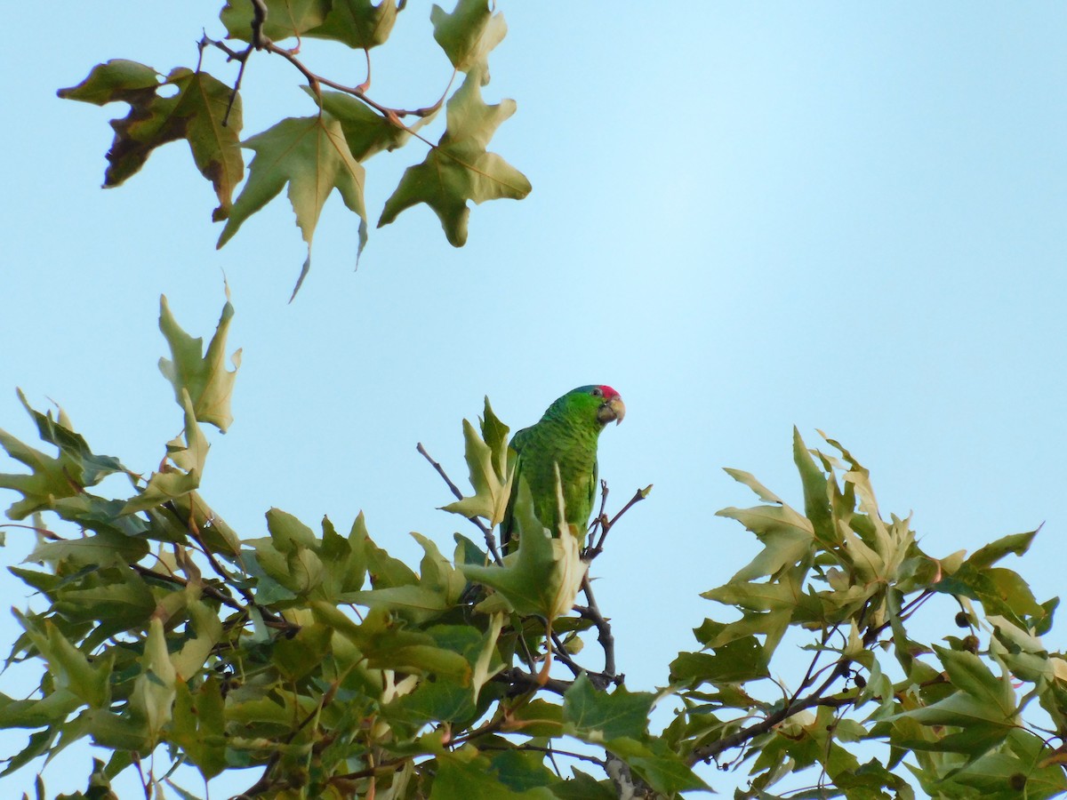 メキシコアカボウシインコ - ML641761488