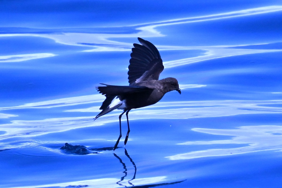 Wilson's Storm-Petrel - ML641761492
