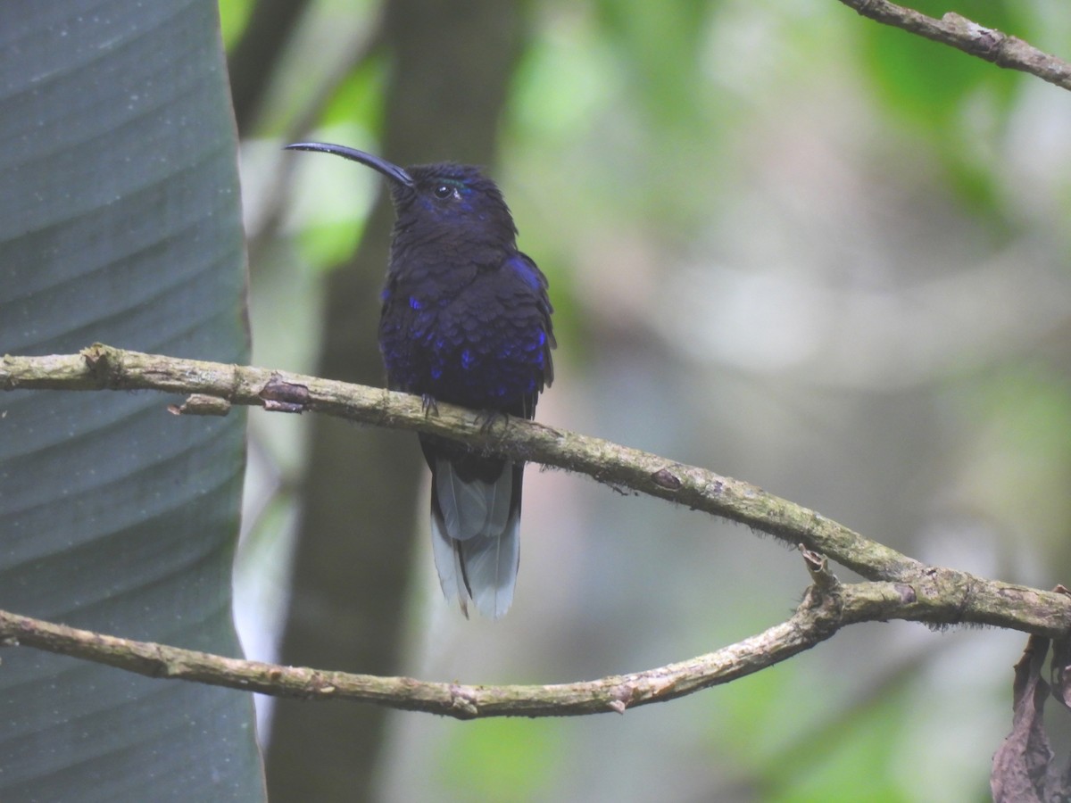 Violet Sabrewing - ML641761540