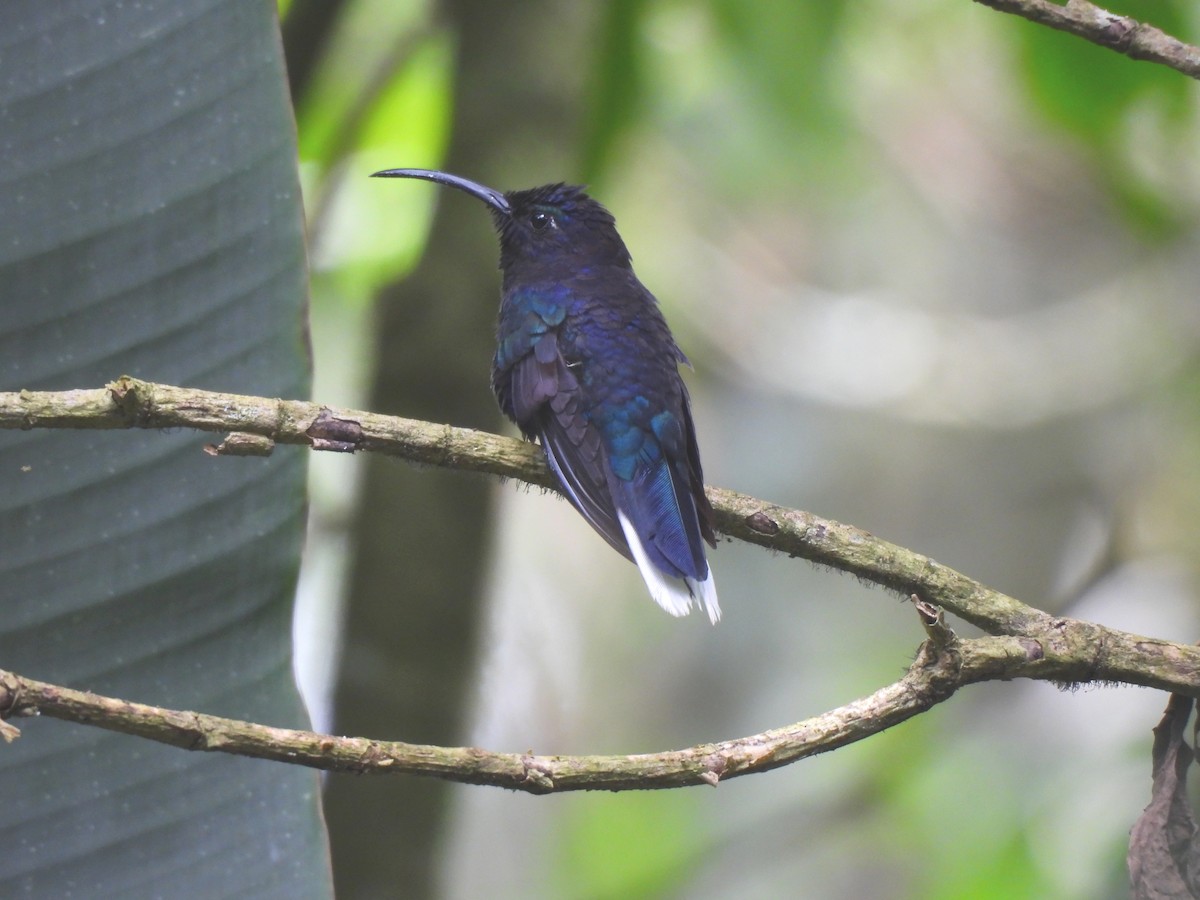 Violet Sabrewing - ML641761541