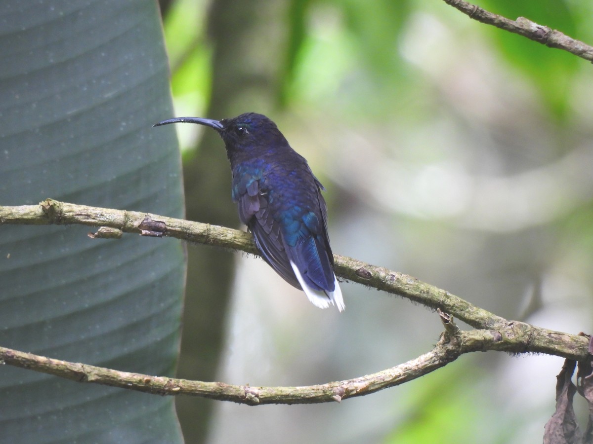 Violet Sabrewing - ML641761542