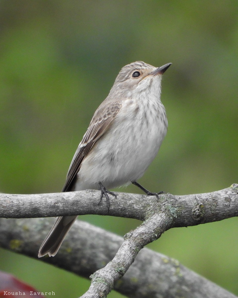 Spotted Flycatcher - ML641761559